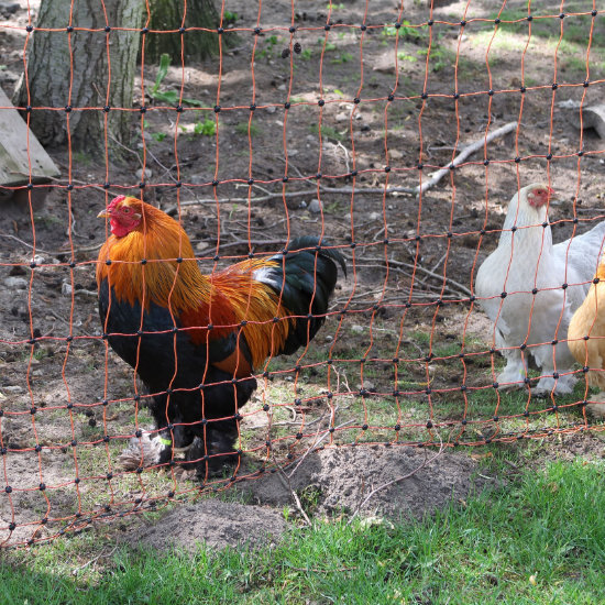 Hochzeiten in Burgwedel-Drei Hühner in einem umzäunten Bereich im hinteren Teil des Landhauses